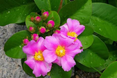 Portulaca Grandiflora: A Colorful Addition to Your Garden - FlowersLib