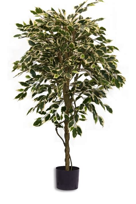 Greenmoods Plante Artificielle Ficus Panach Cm Greenmoods