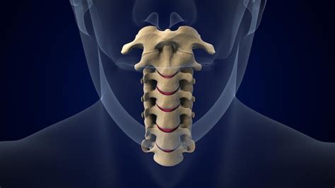 Premium Photo Cervical Vertebrae Of Spinal Cord Vertebral Column Of