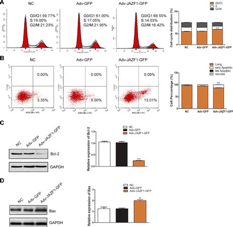 Flow Cytometry For Detection Of Bcpap Cell Cycle And Apoptosis A