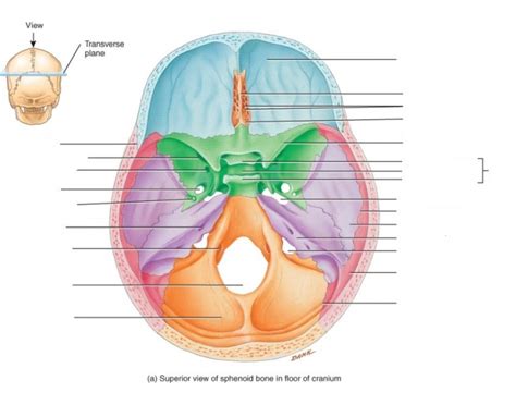 Superior View Of Skull Diagram Quizlet