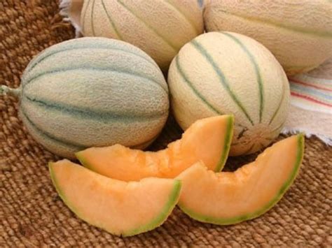 Honey Rock Heirloom Cantaloupe Muskmelon Seeds From Florida Etsy