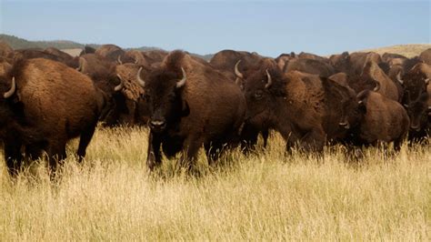 Yellowstone National Park to kill up to 900 bison this winter — RT USA News