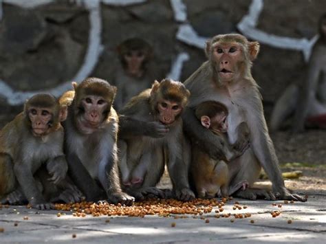 Gang of monkeys kill boy in Indian village ravaged by attack spree ...