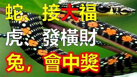 屬蛇人，屬蛇人好運，天生好命有皇帝命，2024生肖蛇運勢分析、屬蛇人的今年賺錢容易，屬兔人可發財，龍年生肖虎也賺錢發財，3大生肖請接福，生肖蛇