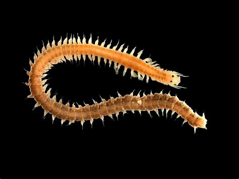 Polychaete Worms Animals With Straight Or Branched Bodies Owlcation