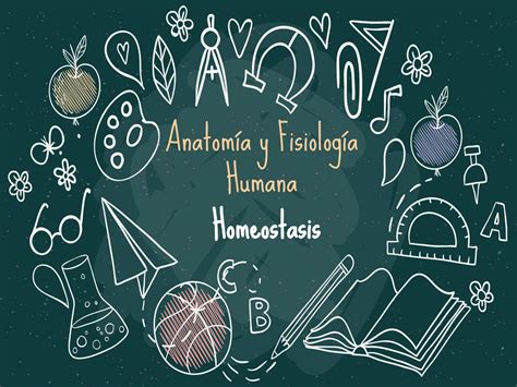 SOLUTION Anatom A Y Fisiolog A Humana Homeostasis Studypool