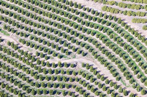 Aerial View Of Orange Grove In Ventura Photograph by Joseph Sohm