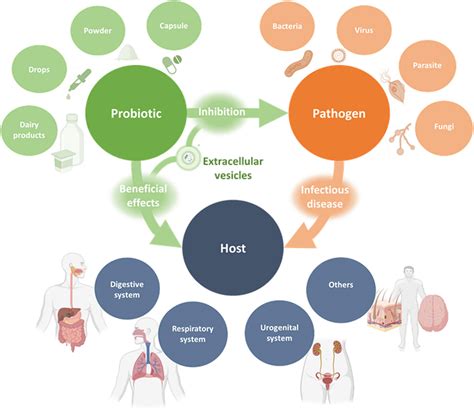 Frontiers Probiotics Their Extracellular Vesicles And Infectious