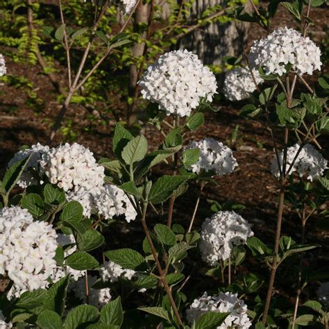 Viburnum Carlesii Spice Baby™ White Flower Farm