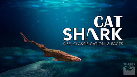 Cat Shark | Size, Classification, And Facts – sharksinfo.com