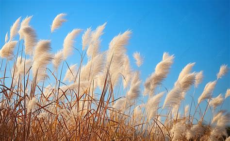 Tall Grasses In The Sunshine Background, Autumn, Park, Domestic Travel ...