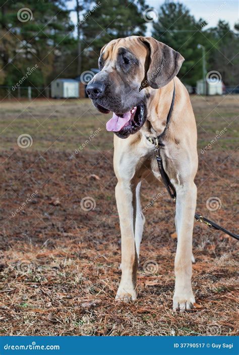 Perro Del Jadeo Imagen De Archivo Imagen De Azul Grande 37790517