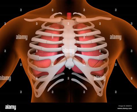 Human Lungs High Resolution Stock Photography And Images Alamy