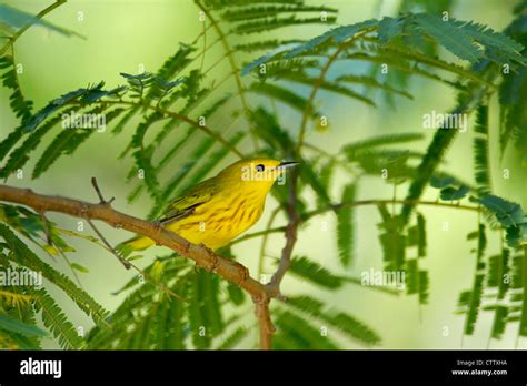 American Yellow Warblers Hi Res Stock Photography And Images Alamy