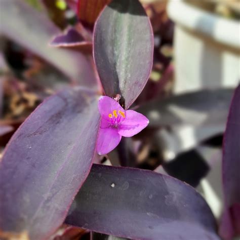 Tradescantia Pallida Comprar En Vivero Mario