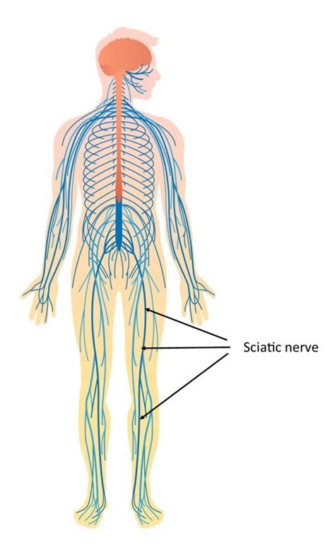 A Simple Understanding Of Sciatica The Anatomy Involved Living Well