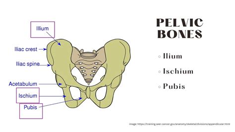 Iliac Crest