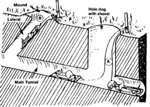 Pocket Gopher Tunnel System