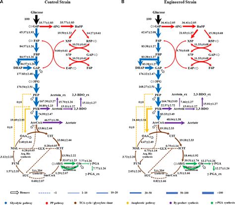 Frontiers C Metabolic Flux Analysis Reveals The Metabolic Flux