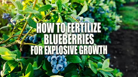 How To Fertilize Blueberries For Explosive Growth Unlock Maximum Yields