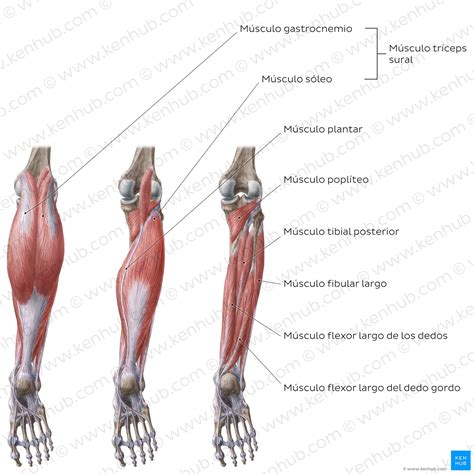 Atajos Felicidades Lado Parte De La Pierna Debajo De La Rodilla Soltero