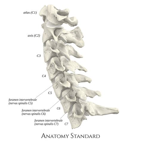 Anatomy Standard Drawing Cervical Part Of Columna Vertebralis C C