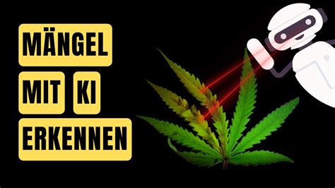 MÄNGEL bei CANNABIS Pflanzen mit KI erkennen YouTube