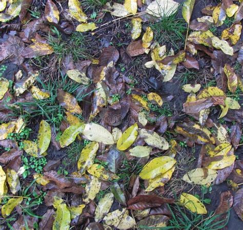 Fallen Leaves Lie On The Ground Autumn Background Stock Photo Image