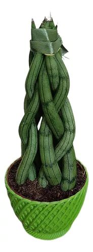 Espada De São Jorge Sansevieria Trançada Decorativa Promoção