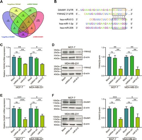 MiR 613 Targets YWHAZ And DAAM1 And Inhibits Their Expression A Venn