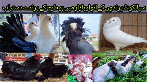 Parindon Ka Itwar Bazar 2023 Sialkot Sunday Birds Market 2023 Fancy