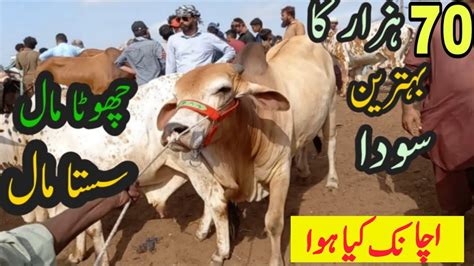 Cow Mandi Northern Bypass Mandi Latest Update Cow Mandi Rates