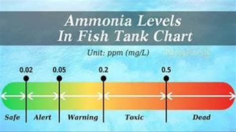 How To Bring Ammonia Levels Down In Aquarium 7 Simple Steps For