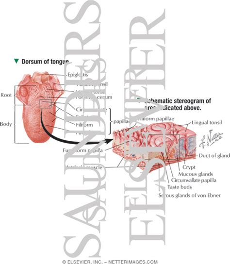 Dorsum of the Tongue With Schematic Stereogram and Light Micrograph of ...