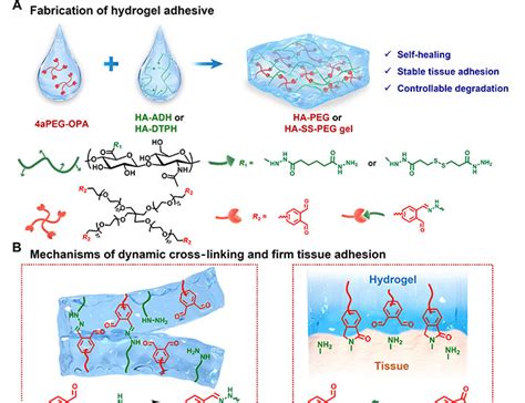 Injectable Self Healing Hydrogel Adhesives With Firm Tissue Adhesion