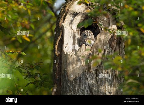 Chouette hulotte Waldkauz ruht am Tage dans Baumhöhle von Strix