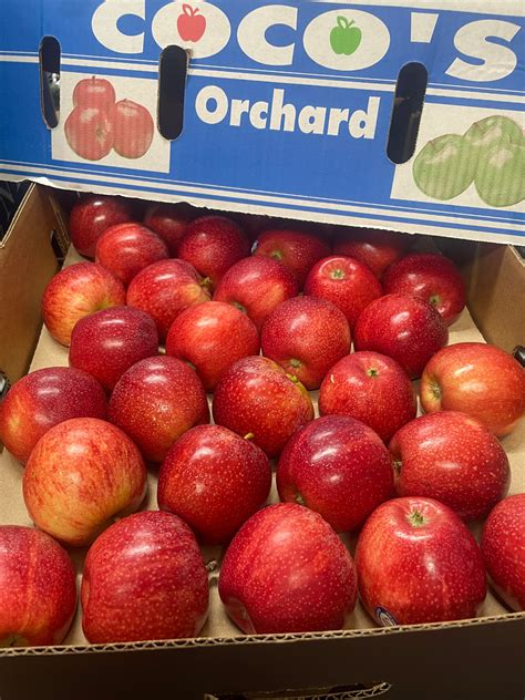 Wholesale Apples Royal Gala Box Size 82