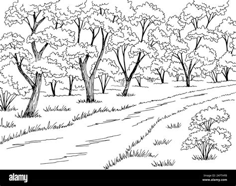 Gráfico de camino de bosque negro blanco paisaje dibujo vector