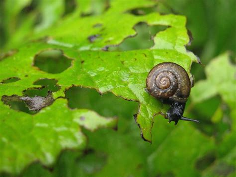 10 métodos efectivos para controlar caracoles y babosas en tu jardín