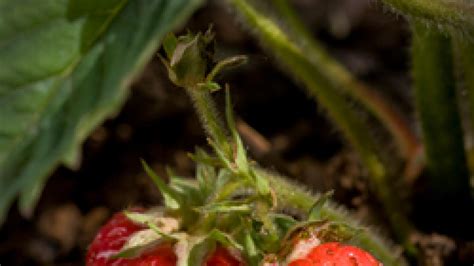 Growing Strawberries Chicago Botanic Garden