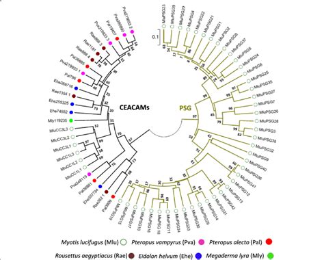 PSG Genes Evolved In Yangochiroptera But Not In Yinpterochiroptera Bat