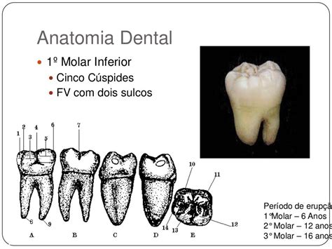 Anatomia Dental