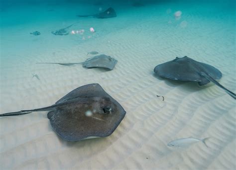 Blue Lagoon Island Excursions In Nassau Bahamas