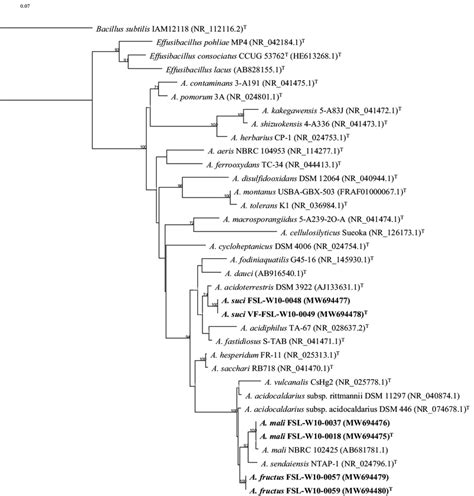 S Rrna Gene Raxml Phylogenetic Tree Showing The Positions Of The Six