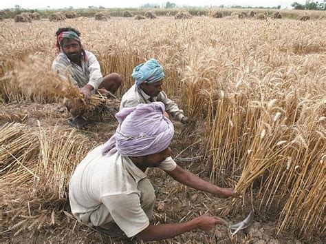 Farmers Protest Against Centres Value Cut On Broken Wheat Grains In