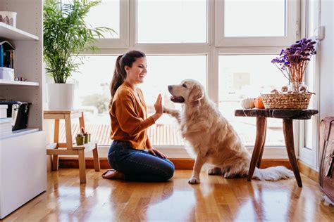 Como Ensinar O Cachorro A Dar A Pata E Sentar Veja Os M Todos Eficazes