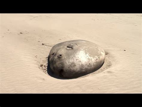 Foot Hoodwinker Sunfish Washes Ashore In Oregon Youtube