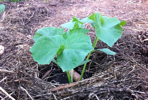 When To Transplant Cucumber Seedlings