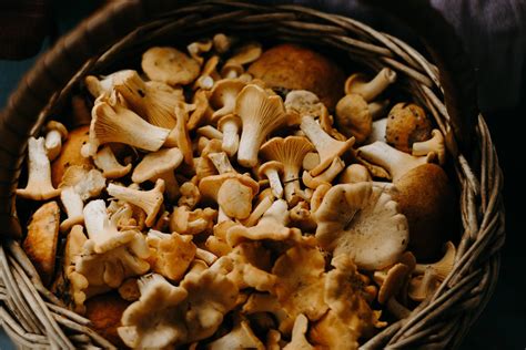 La Liste Compl Te Des Champignons Comestibles